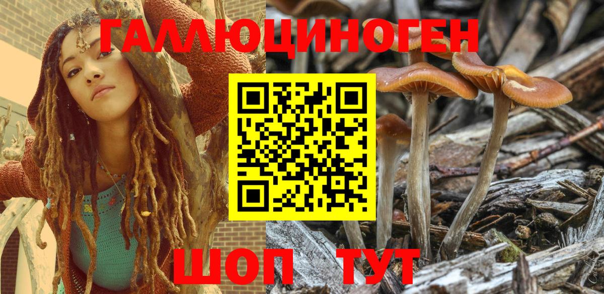 Галлюциногенные грибы GOLDEN TEACHER  Вход с VPN  Галлюциногенные грибы Psilocybine cubensis  Кизляр 